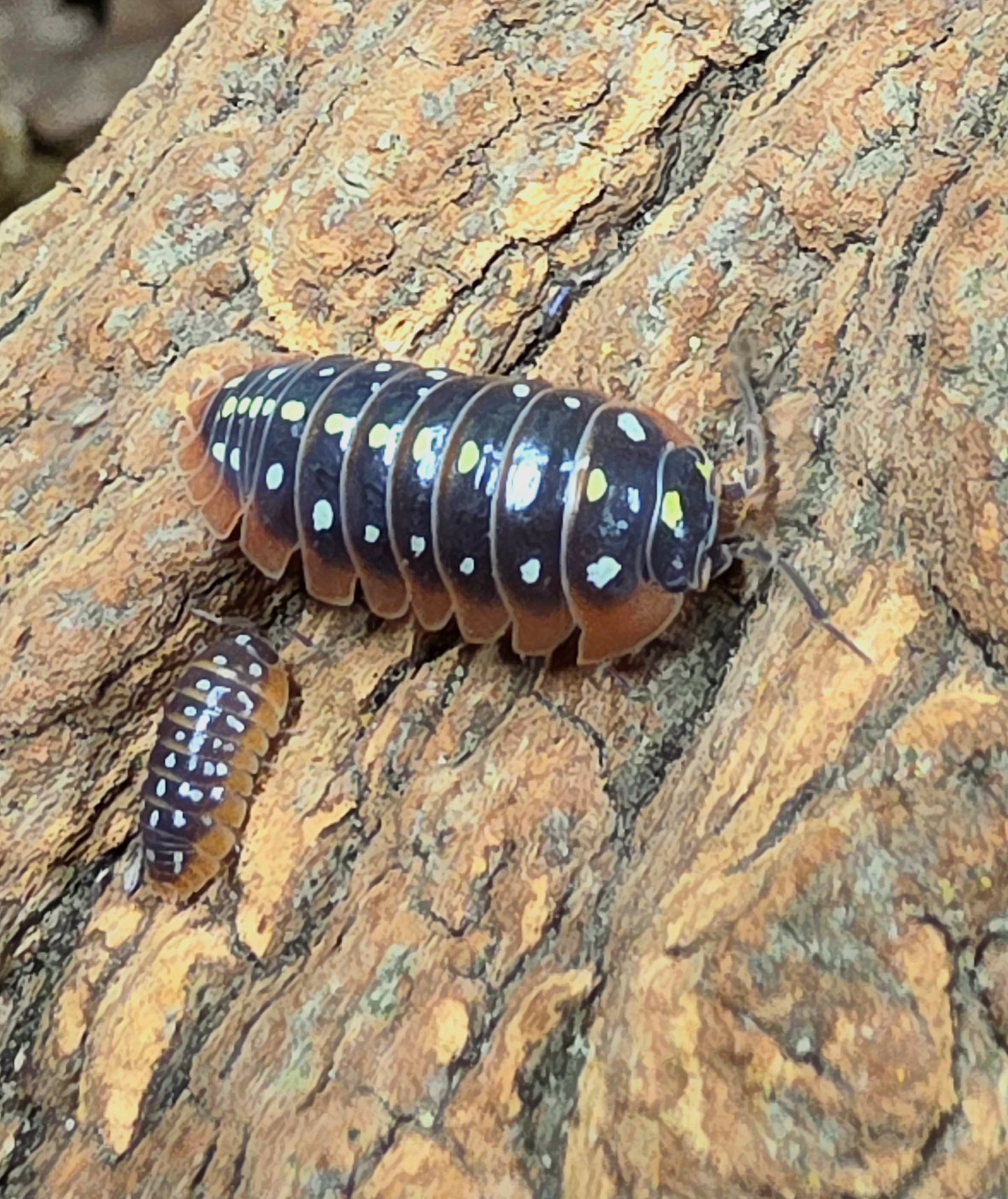 Armadillidium klugii ‘Montenegro’ (12+)