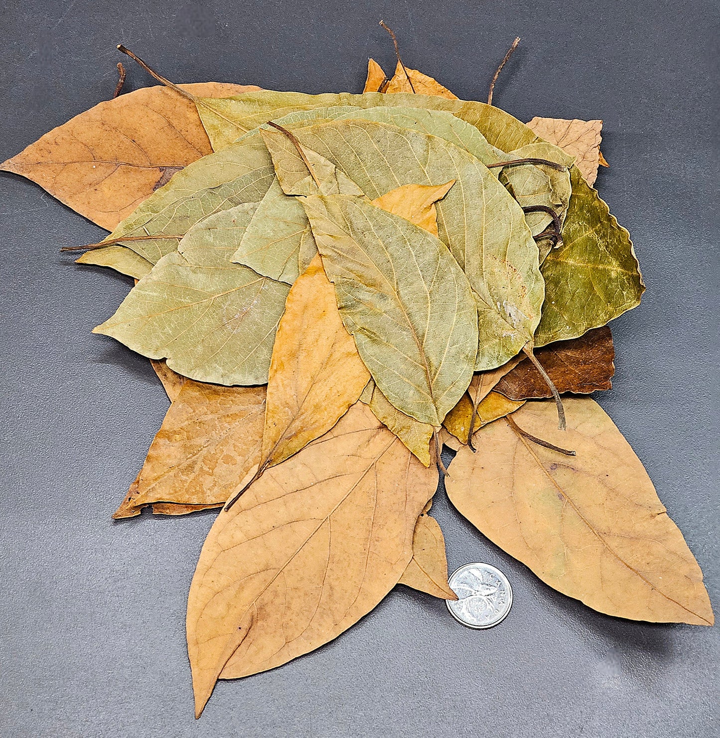 Feuilles d'avocatier (1.5oz)