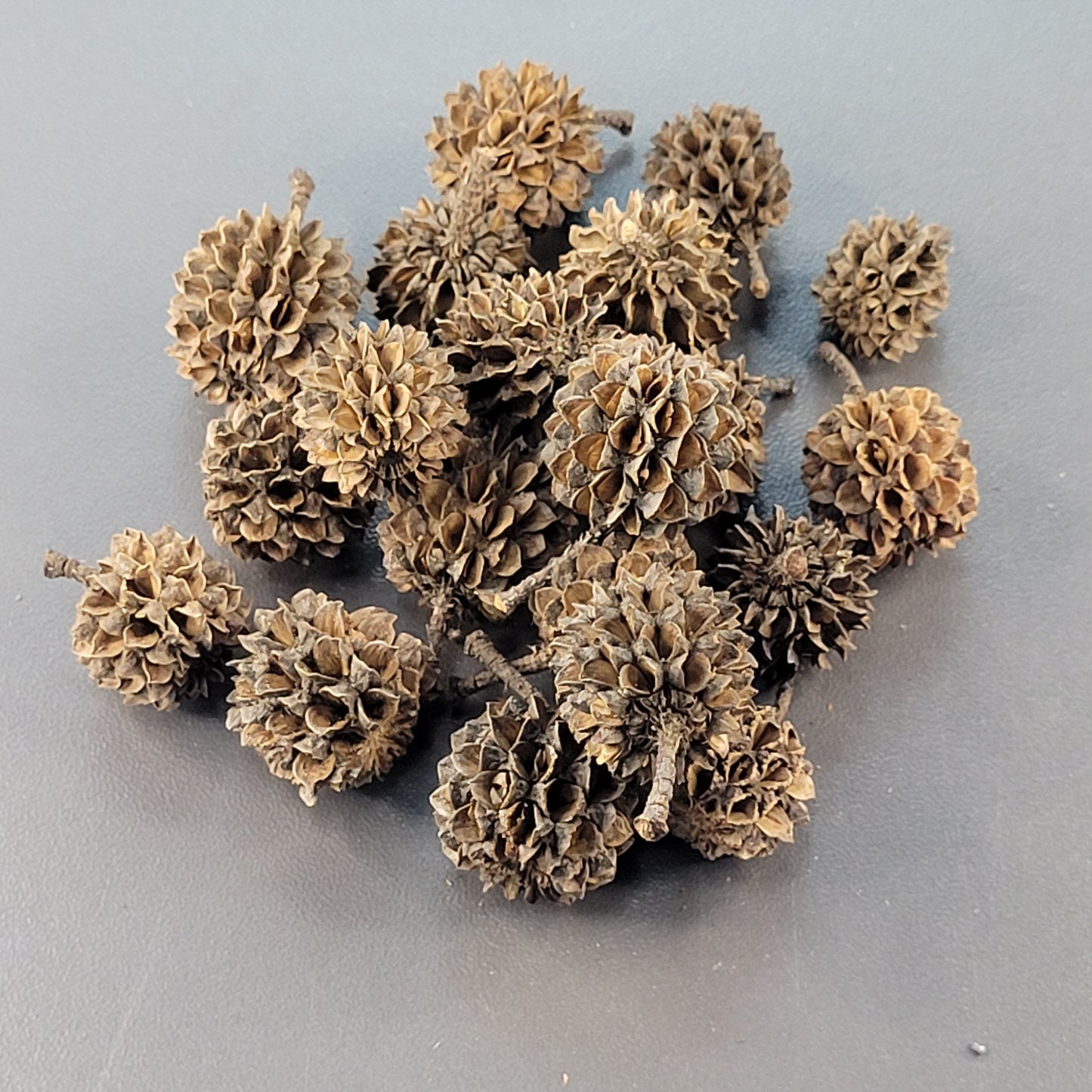 Gousses de Casuarina (x20)