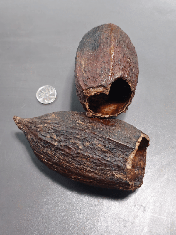 Gousses de Cacao (x2)