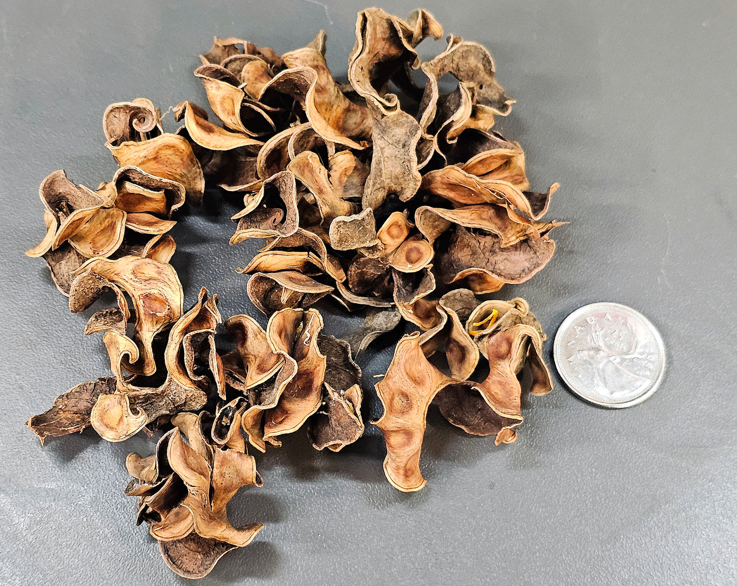 Gousse frisées (0.5oz)