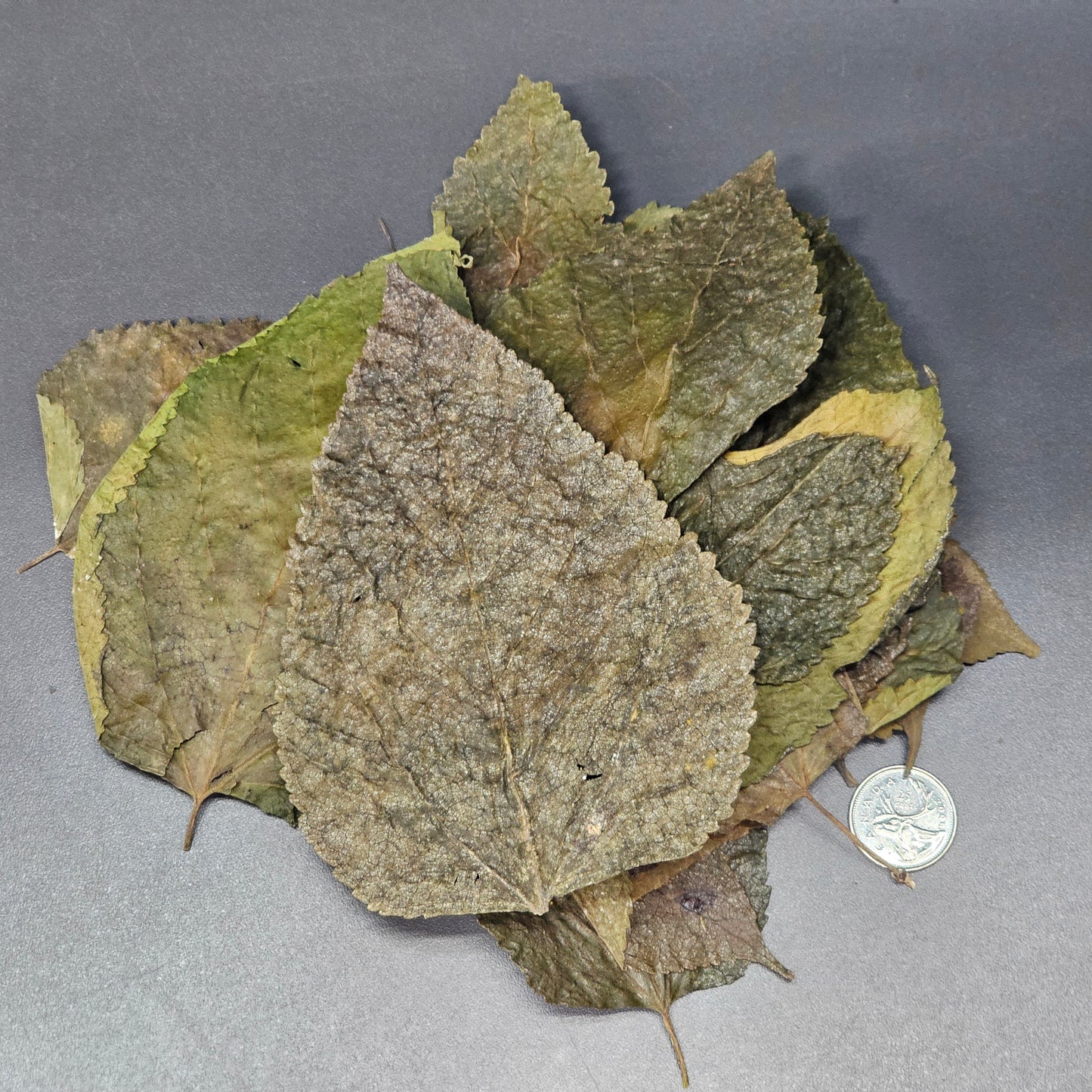 Feuilles de Murier (0.5 oz)