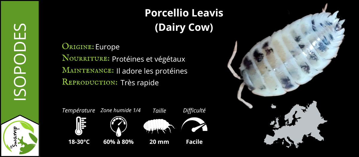 Porcellio Laevis Dairy Cow (15+)