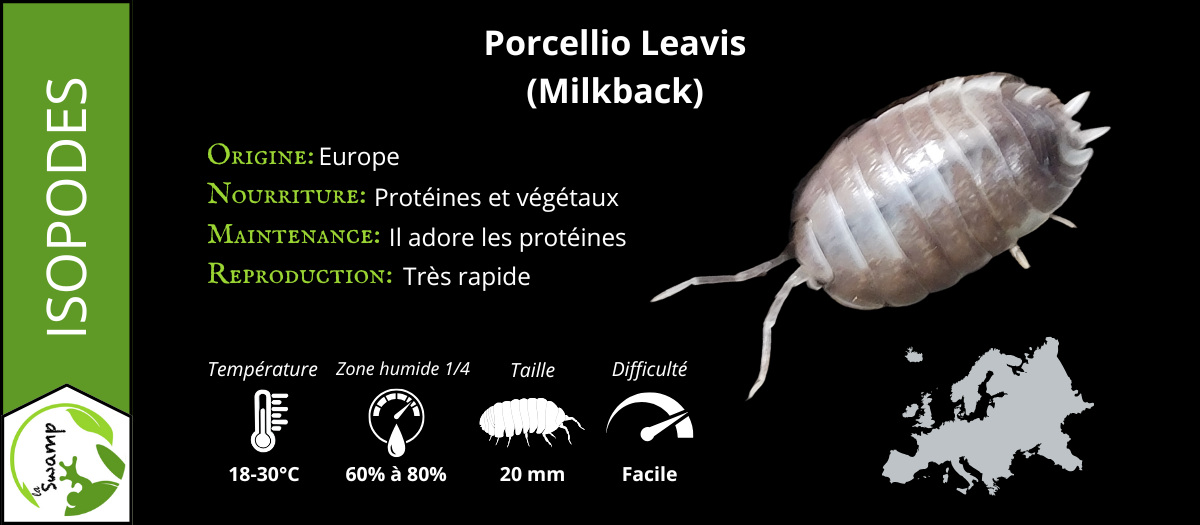 Porcellio Laevis Milkback