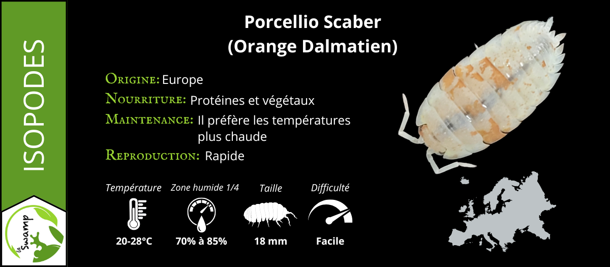 Porcellio Scaber Orange Dalmatian (15+)
