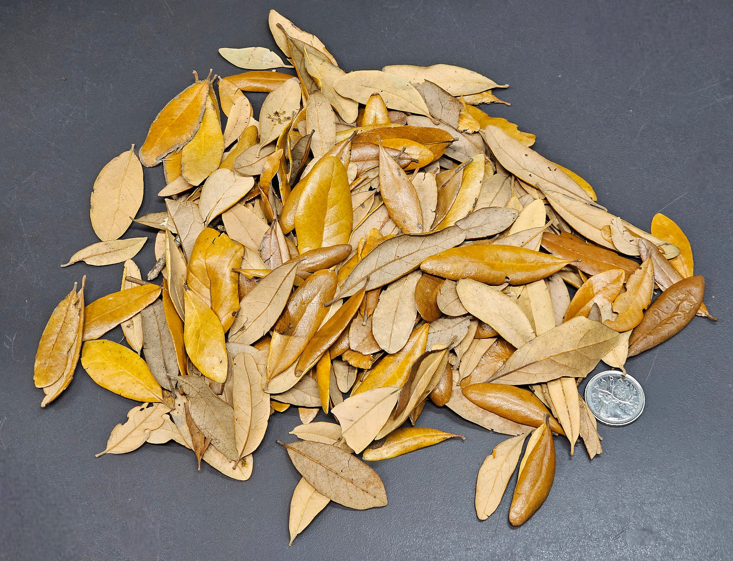 Feuilles de chênes de Virginie (3 oz)