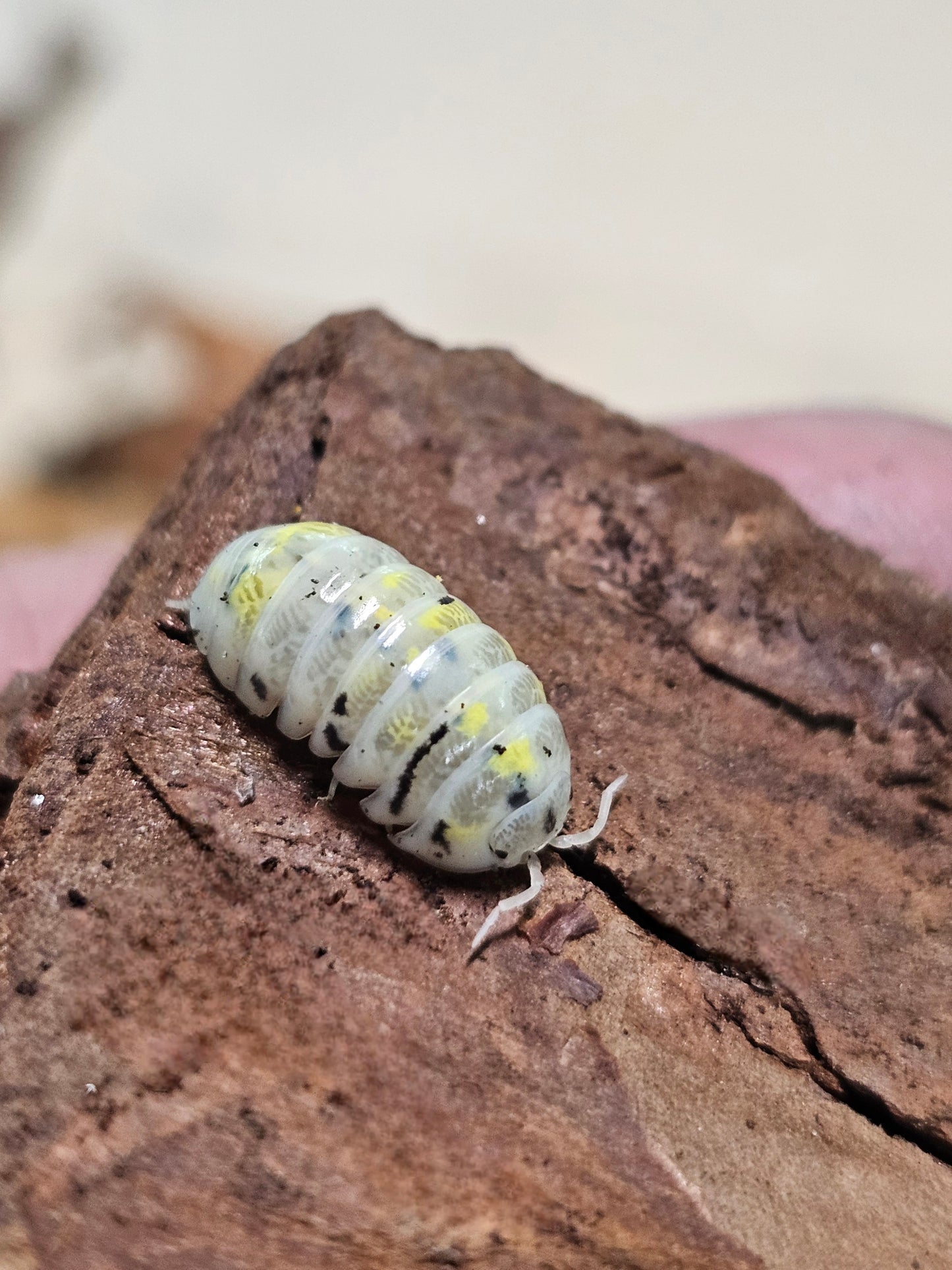 A. Vulgare Magic Potion (Japenese)