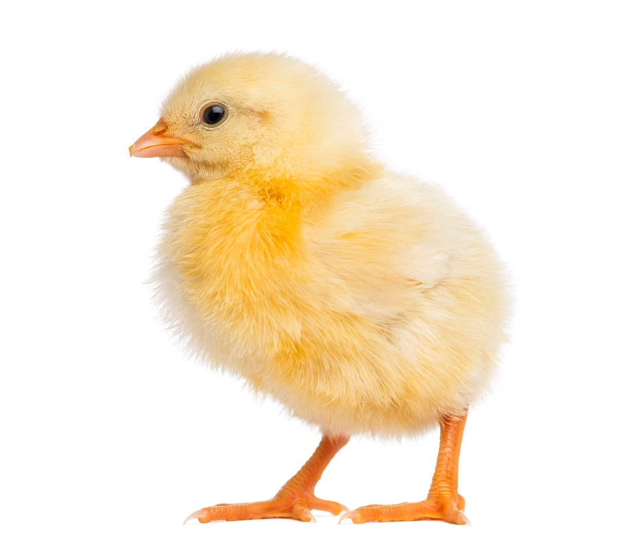 Poussin congelé (30g - 50g) (x20)