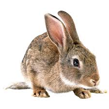 Lapin congelé (Petit 300-400g)