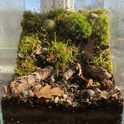 ALERTE MYTHE : Un terrarium n’est PAS bioactif juste parce que tu y lances trois cloportes et deux collemboles !