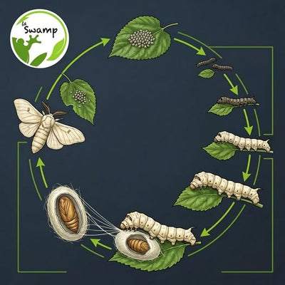 LE VER À SOIE : Quand la nature transforme de la "salive" en fibre de luxe !