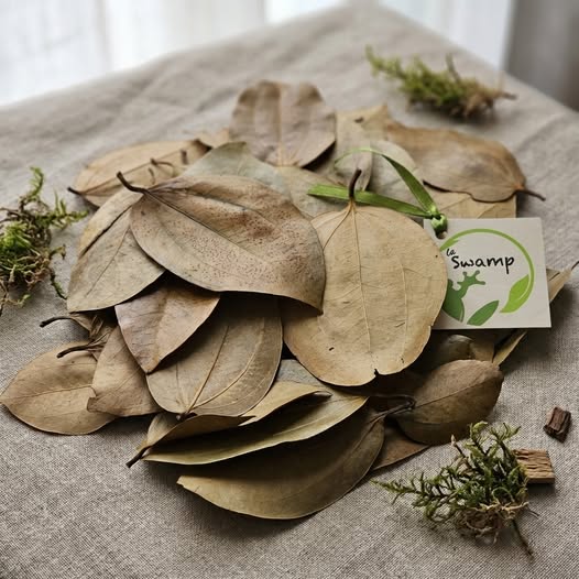 Le secret le mieux gardé de l'aquariophilie naturelle : les feuilles de cannelle !
