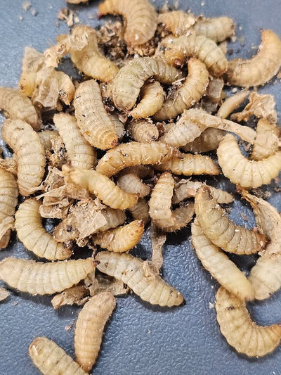 LES LARVES DE MOUCHE SOLDAT NOIRE (BSFL) : LE SUPER-ALIMENT ULTIME !