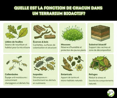 Quelle est la fonction de chacun dans un terrarium bioactif ?