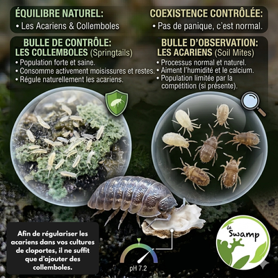Des acariens dans vos bacs d’isopodes ? Pas de panique, c'est NORMAL !
