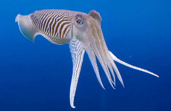 L'OS DE SEICHE CONCASSÉ : Le secret minéral 100 % naturel pour vos animaux !