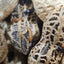 Peanut beetle (12oz container)
