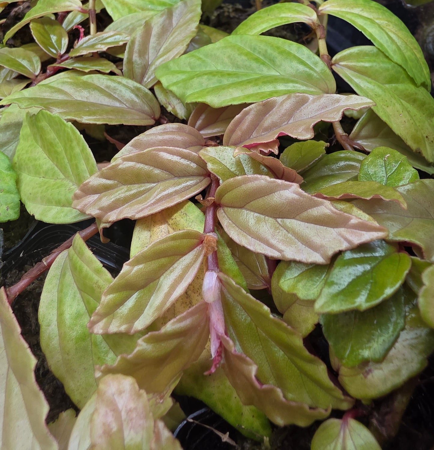 Begonia Glabra