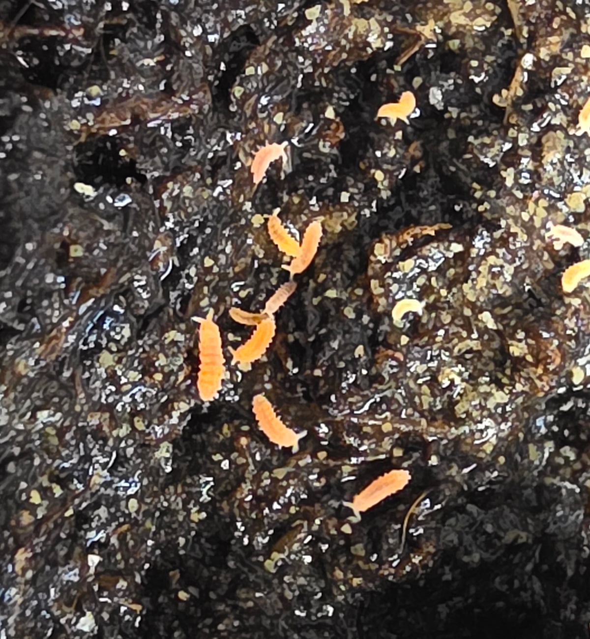 Orange springtail (Yuukianura aphoruroides) – La Swamp - Grossiste