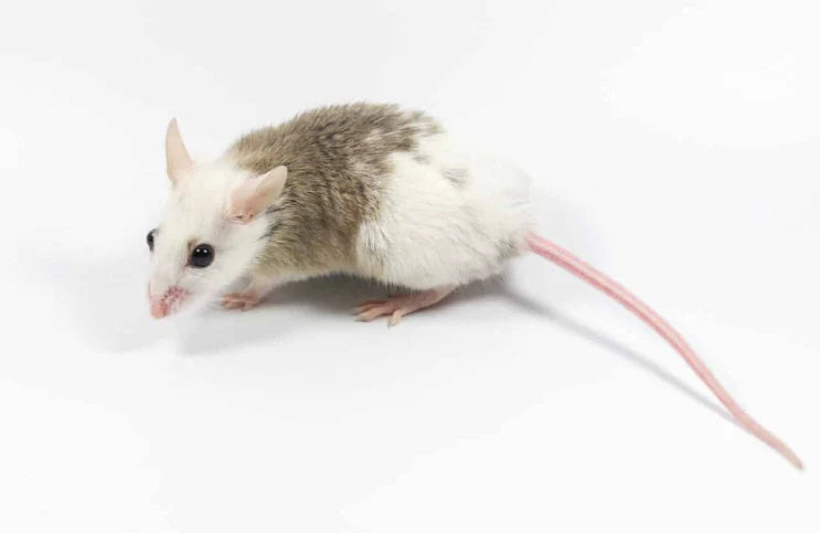 Rat africain à fourrure douce congelé (adulte 30g - 39g)