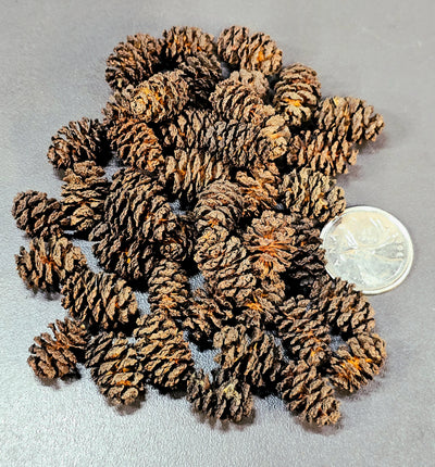 Mini alder cones (0.5 oz)