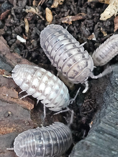 Armadillidium Paraccea (10+)