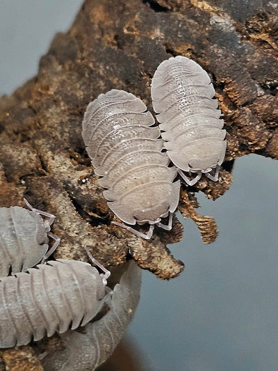 Armadillidium Sandstone (10+)