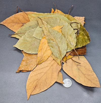Feuilles d'avocatier (1.5oz)