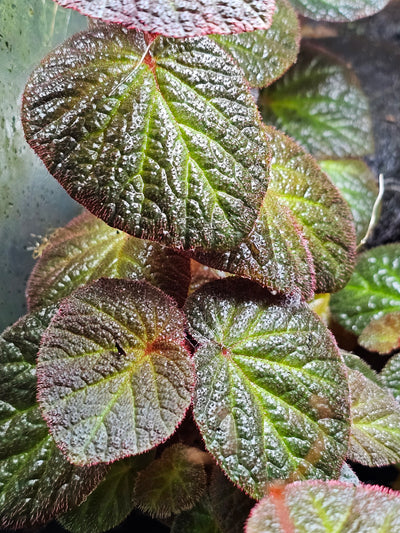 Begonia Manaus