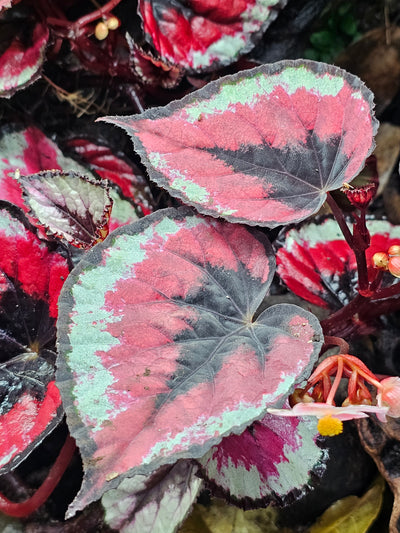 Begonia Rex ''Red kiss''