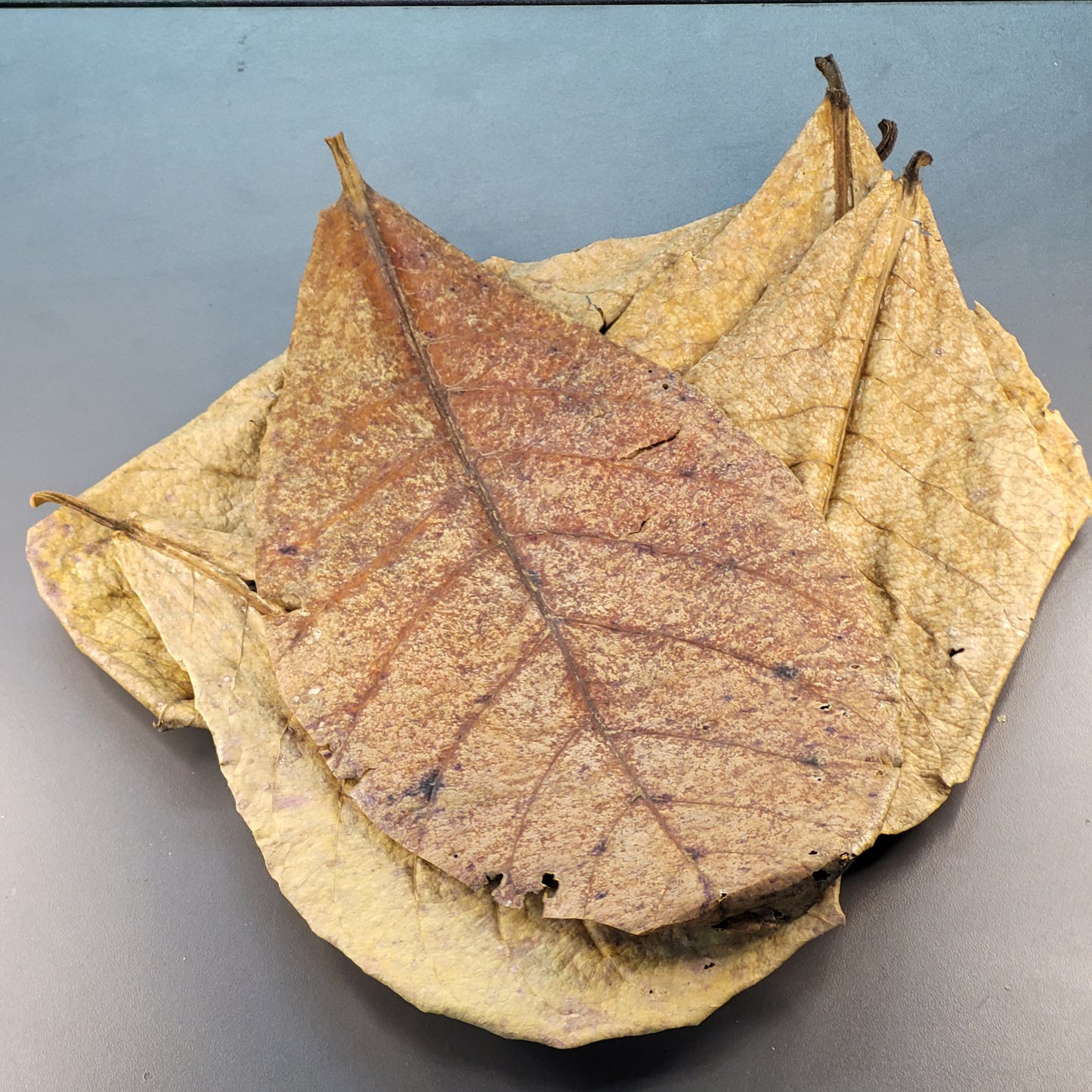 Feuilles de Catappa (1.5 oz)