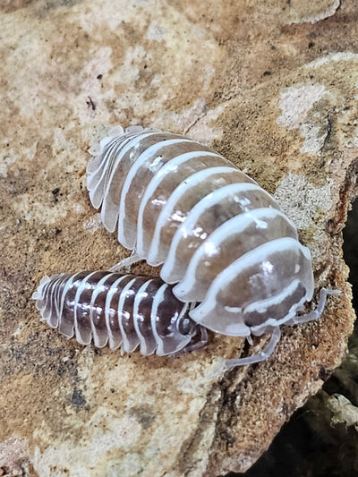 Armadilidium Maculatum Zebra Chocolate (15+)
