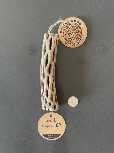 Bois Cholla - Large - 6''