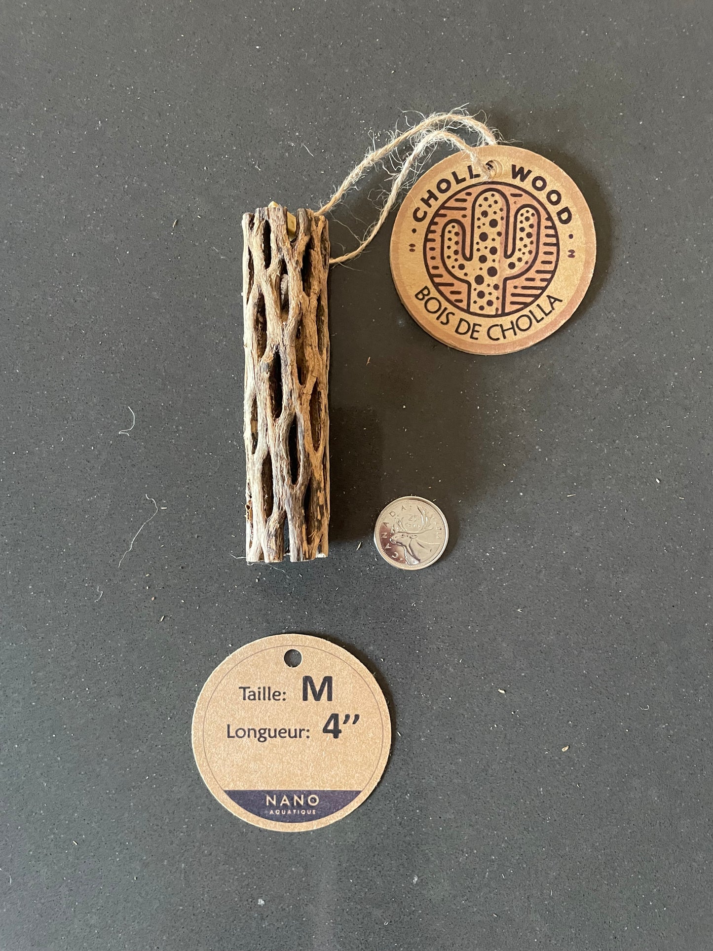 Bois Cholla - Medium - 4''