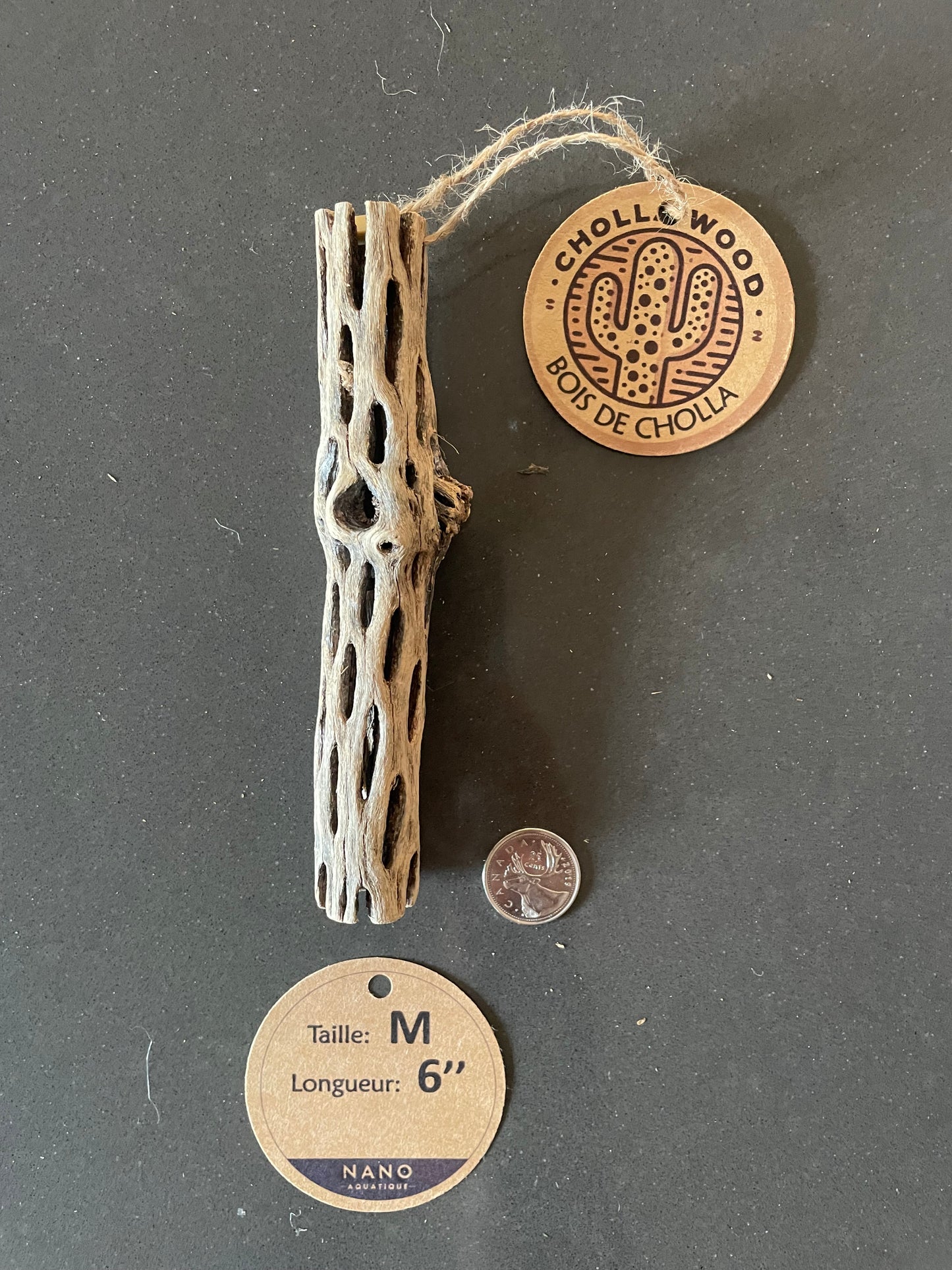 Bois Cholla - Medium - 6''