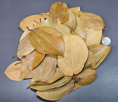 Feuilles de Cannelle (1.5 oz)