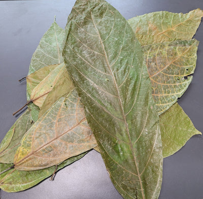 Feuilles de cacao (1 oz)