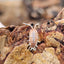 Porcellionides Pruinosus Creamsicle