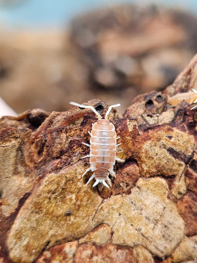 Porcellionides Pruinosus Creamsicle (15+)