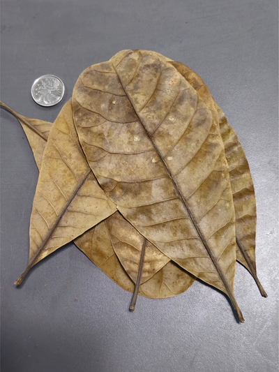 Feuilles de cajou (0.5 oz)