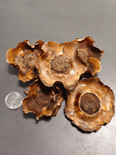 Coconut petals (x5)