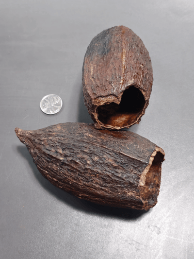 Gousses de Cacao (x2)