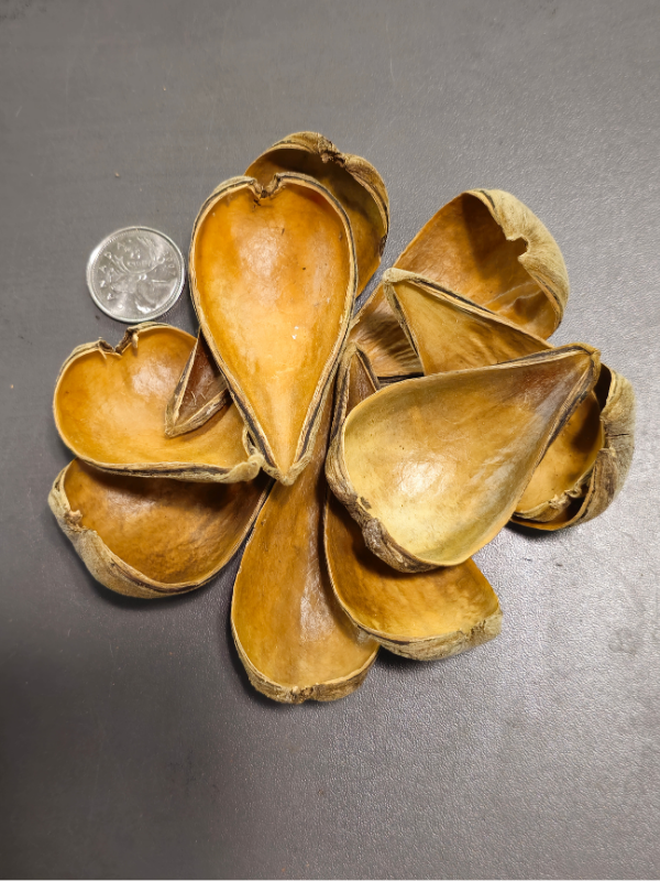 Gousses de Dragée (x10)