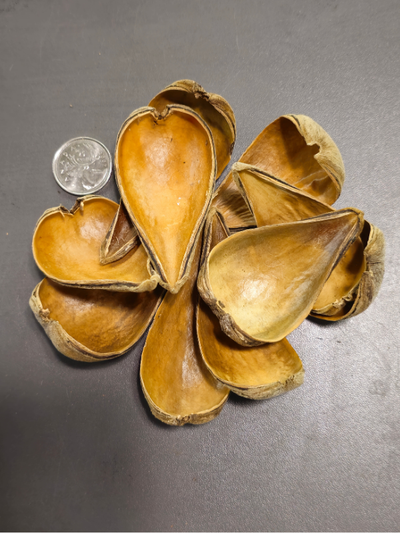 Gousses de Dragée (x10)