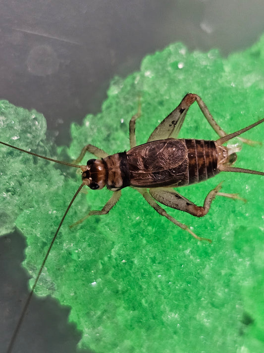 (Criket Slushy) Eau à grillons contenant de 32oz (850g)