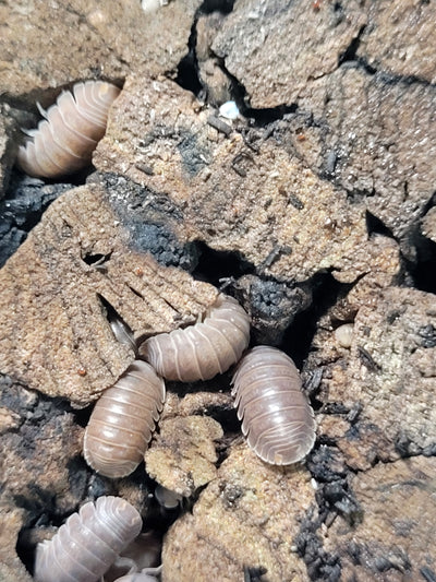 Cubaris Murina ''little sea'' (15+)