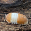 Cubaris Red Panda (10+)