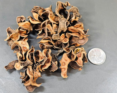 Gousse frisées (0.5oz)