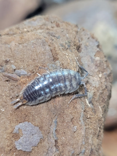 Cylisticus Convexus (15+)