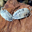 Porcellio Laevis Dairy Cow (15+)